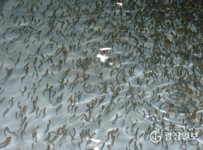 방류 직전 치어