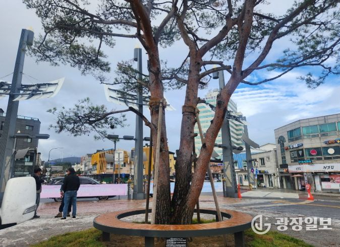 올림픽소나무 표지석 설치