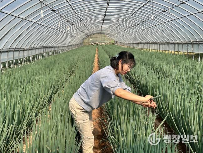 대파 생육 상황을 살펴보고 있는 모습.