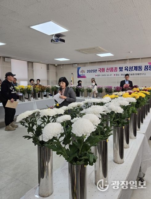 농기원, 국화 신품종 계통 품평회 개최