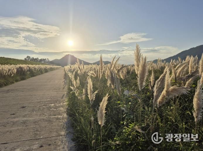 팜파스그라스 길 전경