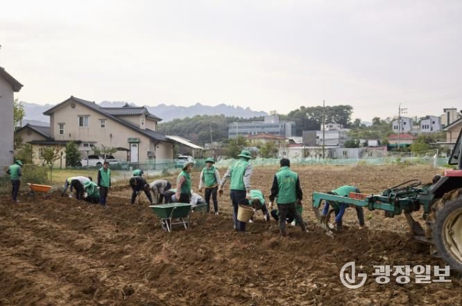 양주시 장흥면 새마을회, 이웃돕기 기금마련을 위한 고구마 수확 행사 성황리 개최
