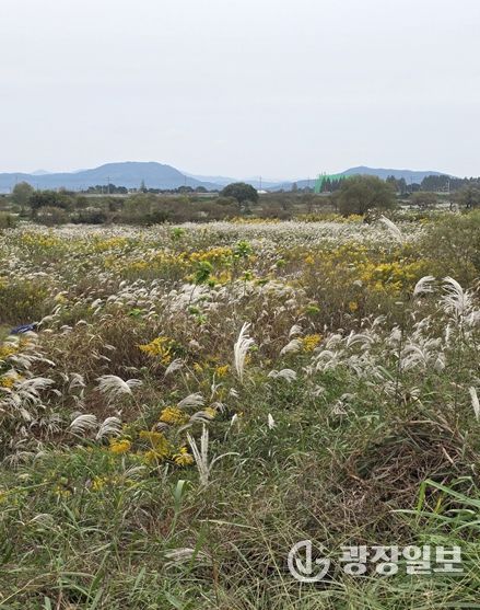 장록습지 내 개화 중인 양미역취