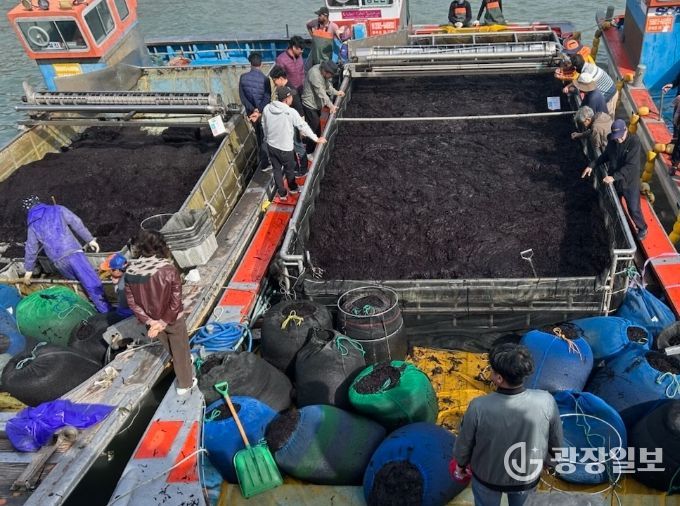 곱창김 전국 첫 위판 시작