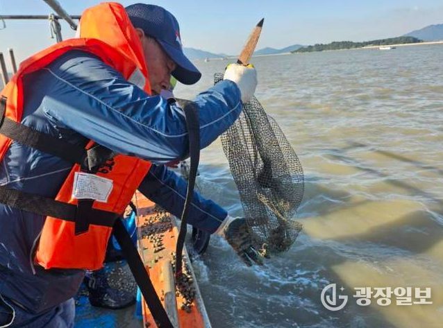 , 칠산해역에 참꼬막 137만 마리 방류