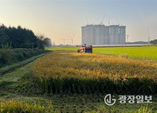 연희공원 논습지 벼(2024년 사진, 수확과정)