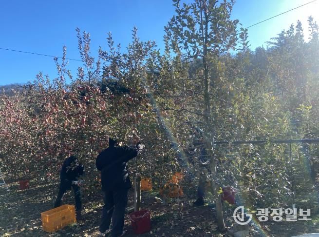 대구 북구 복현2동, 안동시 길안면에서사과 수확 농가 일손 도와