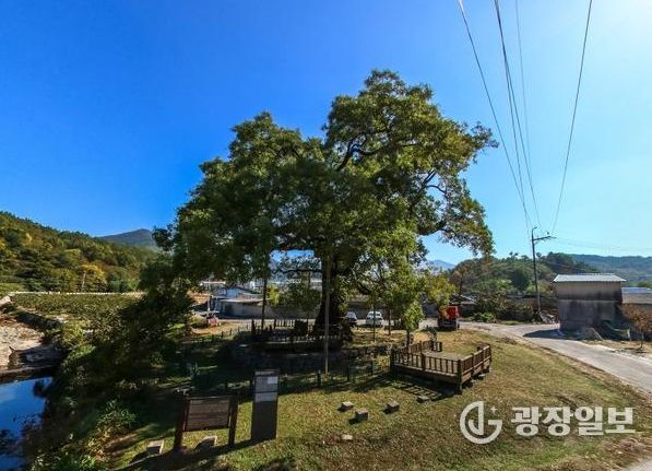 함안 영동리 회화나무