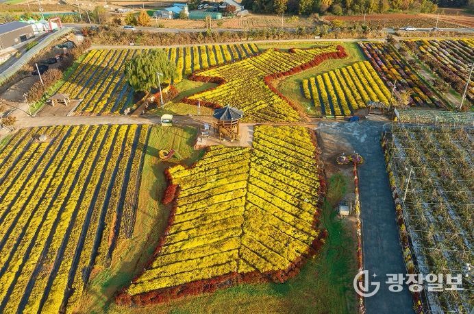 지난 11월 7일부터 16일까지 고북면 일원에서 열린 제25회 서산국화축제