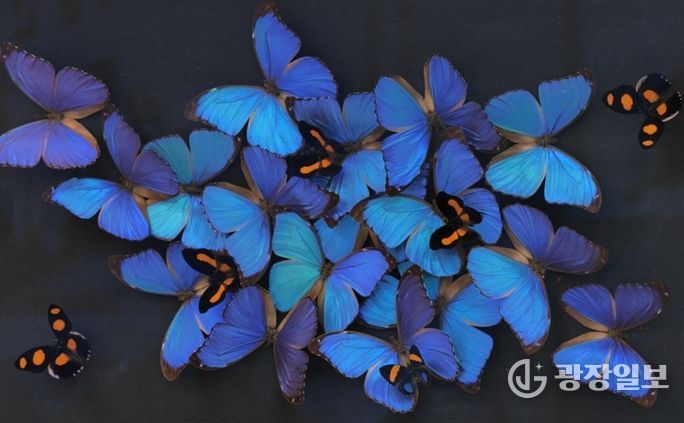 대전곤충생태관 곤충표본 제작