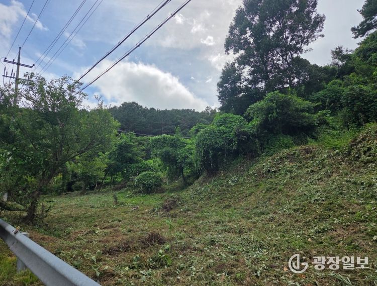 대전 서구 흑석동 일원 덩굴 분포 현장