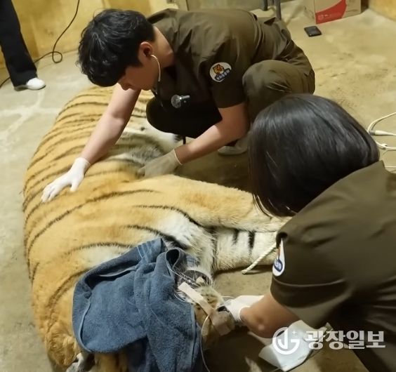 우치동물원 호랑이 구조