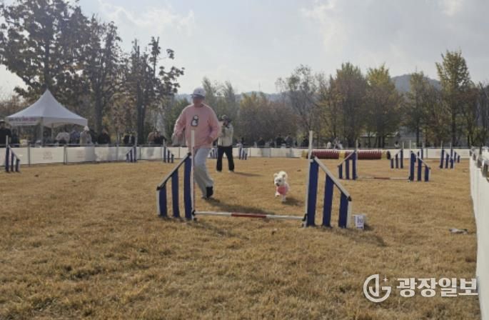 여주 강천섬 반려동반 힐링 프로그램, 반려가족 큰 호응 속 성공적 운영