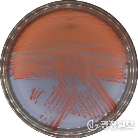 신종 비브리오 VRS2 균주를 배양한 사진(적색의 프로디지오신을 생성함)