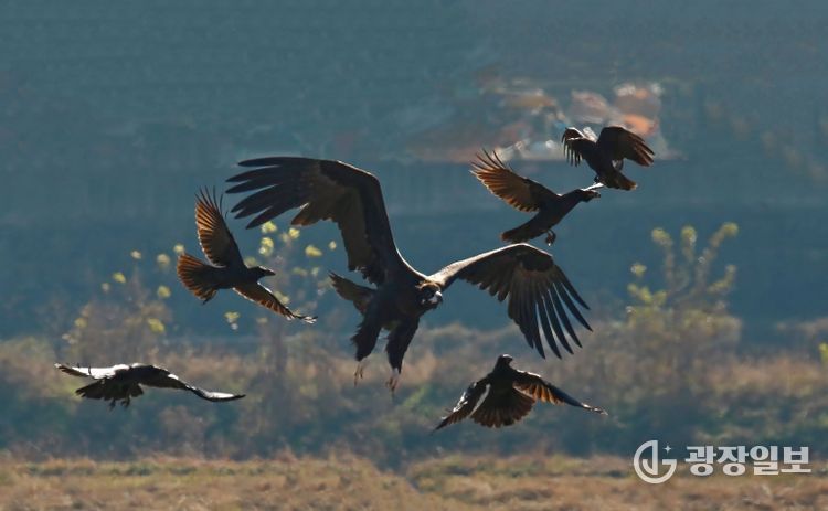 김해시, 겨울철새 먹이주기로 화포천습지 보전 강화-독수리