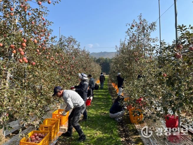 정선군, 지역사회 협력 농촌일손돕기 628명 참여 ‘농번기 인력난 해소 성과’