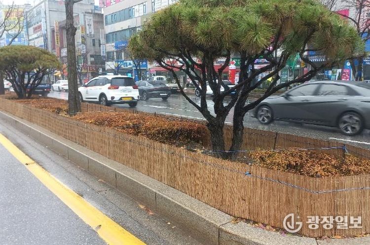 원주시, 도로변 띠녹지 방풍벽 설치...수목 동해 예방