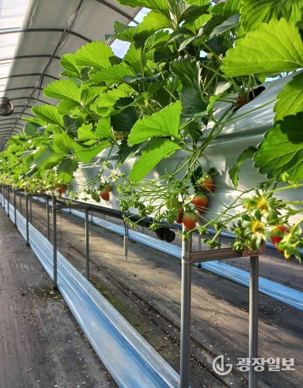 원주 치악산딸기, 달콤한 겨울 출하 시작