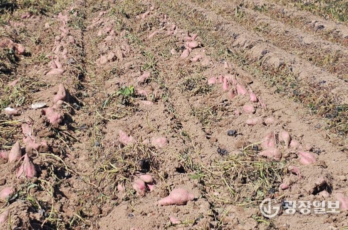 가공용 고구마 '다원미'