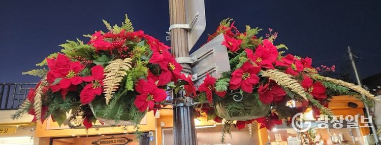 황리단길 가로등에 설치된 포인세티아 화분이 연말연시 분위기를 더하며 보행객의 눈길을 끌고 있다.