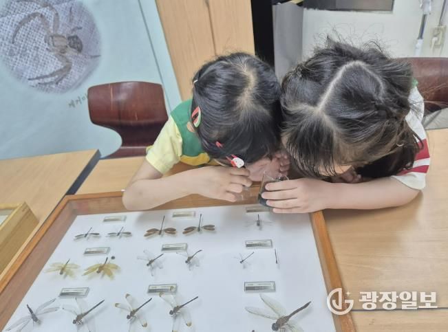 잠자리 도감 탐구