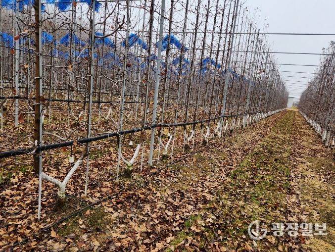 주간부 방한·배수 개선 등 재배 관리로 피해 최소화