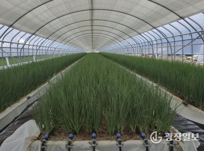 쪽파 양액재배 사진