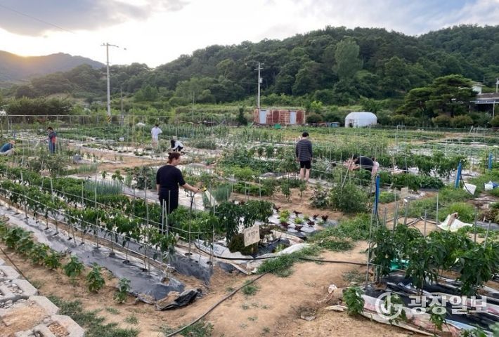 농촌이음텃밭 참여자들이 작물을 재배하고있는 모습