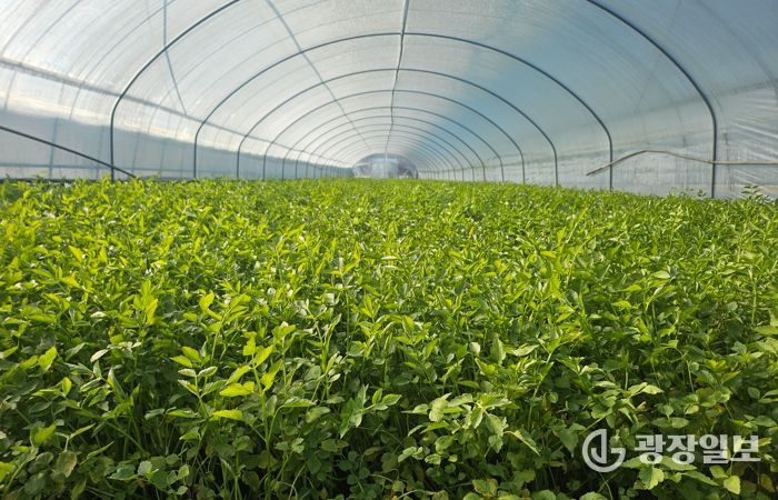 동구 미대동 한 미나리 농가에서 미나리 출하를 앞두고 있다.