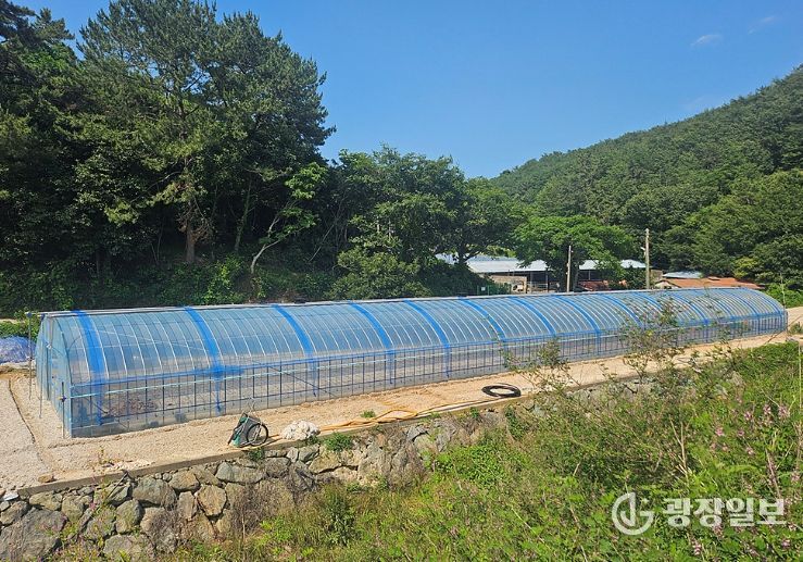 여수시는 대표 특산물인 돌산갓의 품질 향상과 명품화를 위해 재배 현장의 의견과 수요를 반영한 돌산갓 생산기반 강화 지원사업을 추진한다.