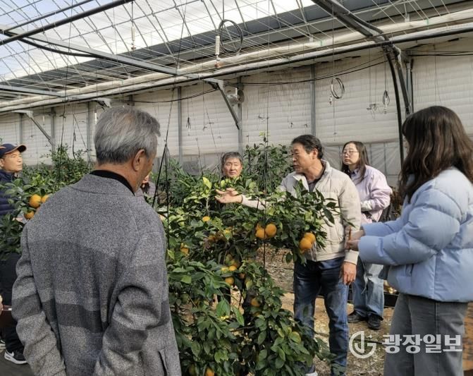 광주시, 감귤 재배 농가 대상 겨울전정 현장 자문 실시
