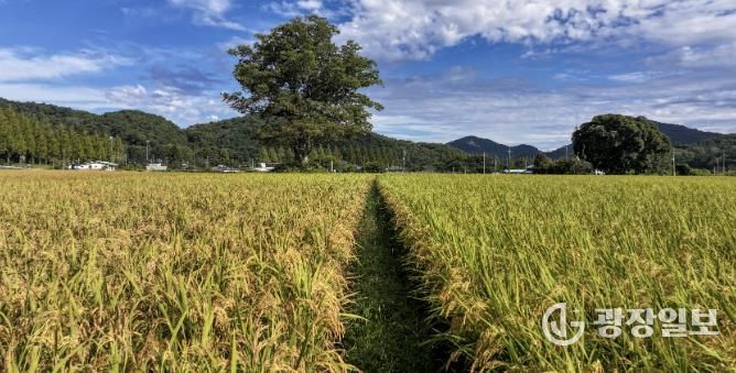 순창군 태이친환경영농조합법인, 제주도 학교급식 친환경 쌀 공급업체 선정