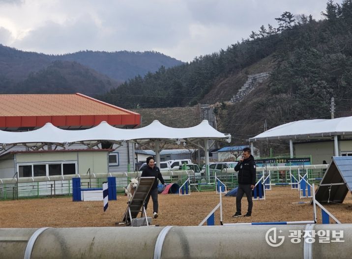 진도개 독 스포츠 운영