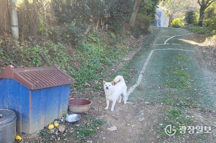 김해시, 2026년 마당개 중성화 지원사업 추진