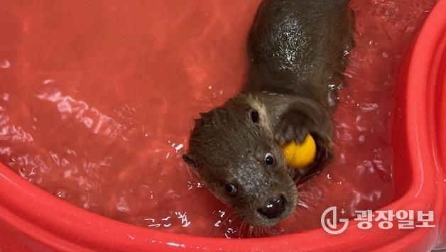 구조동물(수달)