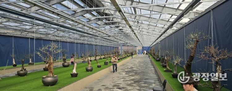 한국선비매화공원 분매원에 매화 분재들이 전시된 모습