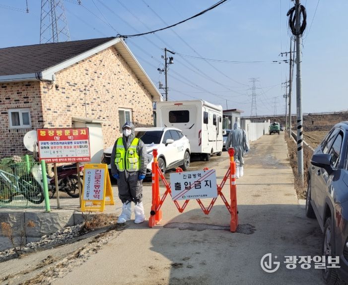 정읍시, 아프리카돼지열병 확진
