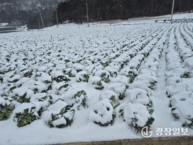 진도군, 월동 배추 농작물 재해보험 가입하세요