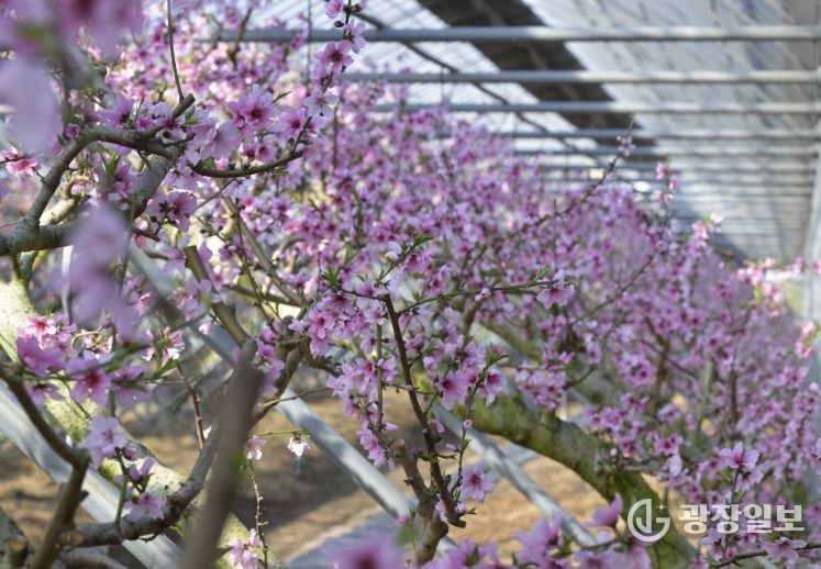 봄 소식을 전하는 복사꽃 만개!