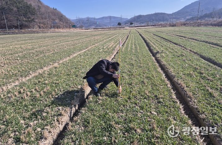 맥류 생육재생기 판단