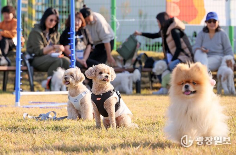 오수의견 국민여가 캠핑장, 반려문화와 지역관광 잇는 플랫폼으로 성장_v25(반려동물 동반여행 펫투어)