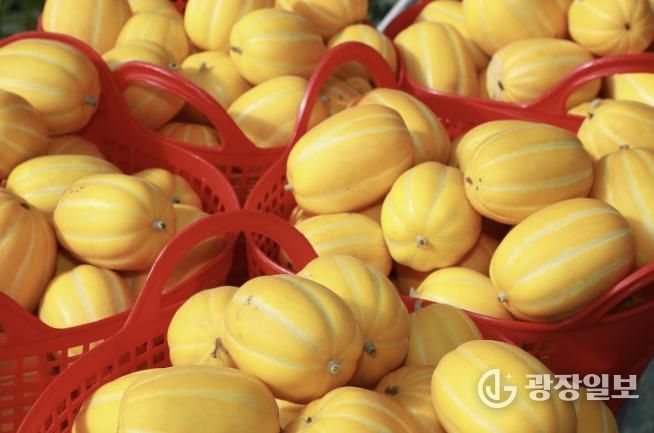 이상기후 뚫고 결실 맺은 고당도 '예천참외' 출하 시작