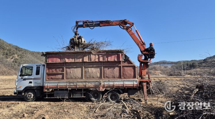 영양군 과수 전정목, 무료 수거 처리합니다.