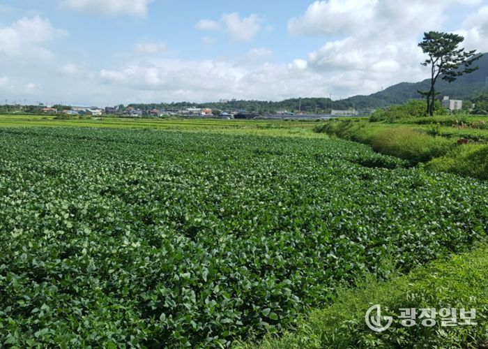 사천시, 논 타작물 재배 지원사업 추진