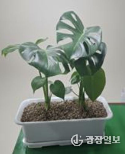베란다 텃밭 지원사업 공기정화식물(몬스테라)