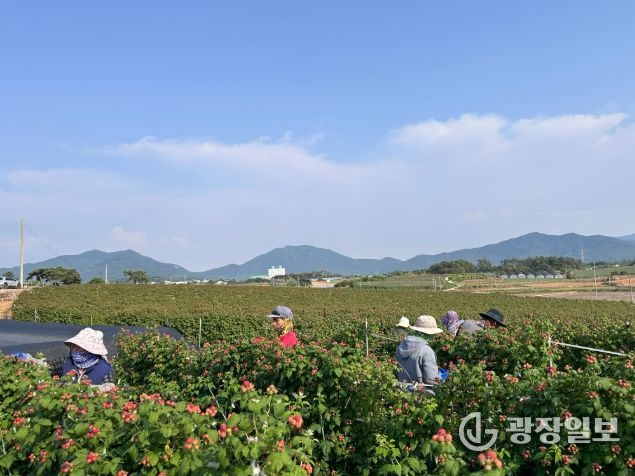 고창 복분자 재배