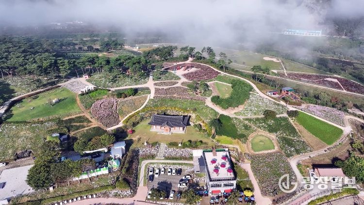 “명품 휴식과 착한 가격” 정읍시, 2026 구절초 꽃축제 준비 ‘착착’