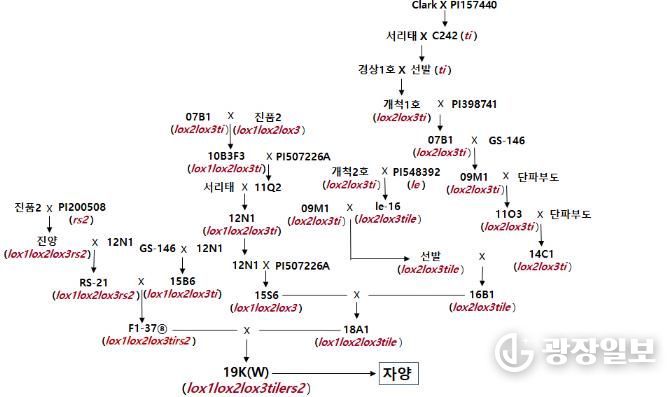 경상국립대학교 정종일 교수, 자양콩 종자, 자양콩 육종 계보