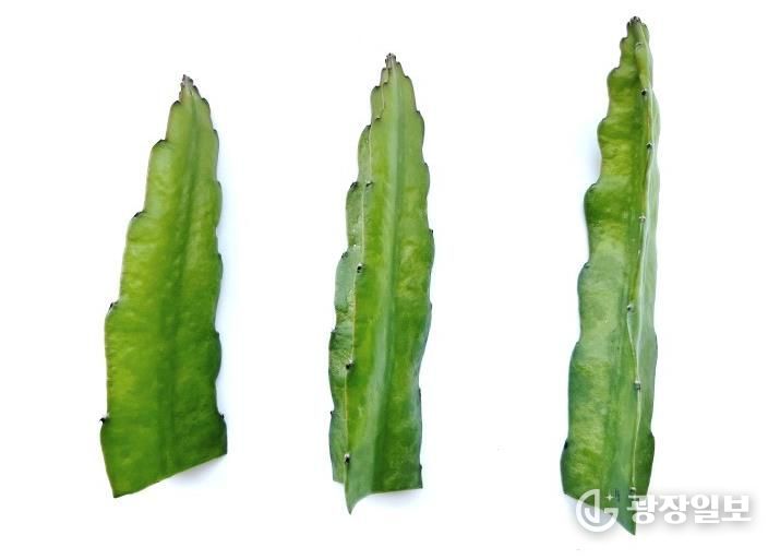 인장 바이러스 감염증상(조직 변형)