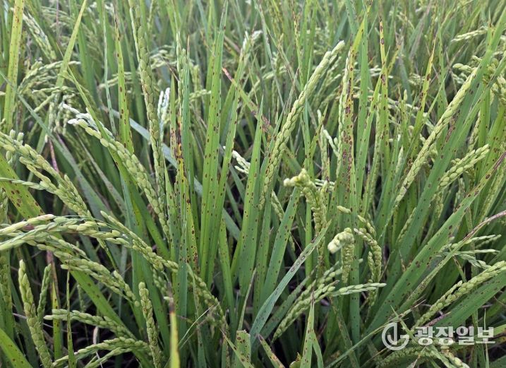 정읍시, 벼 영농철 앞두고 ‘깨씨무늬병’ 주의보…철저한 토양 관리 당부